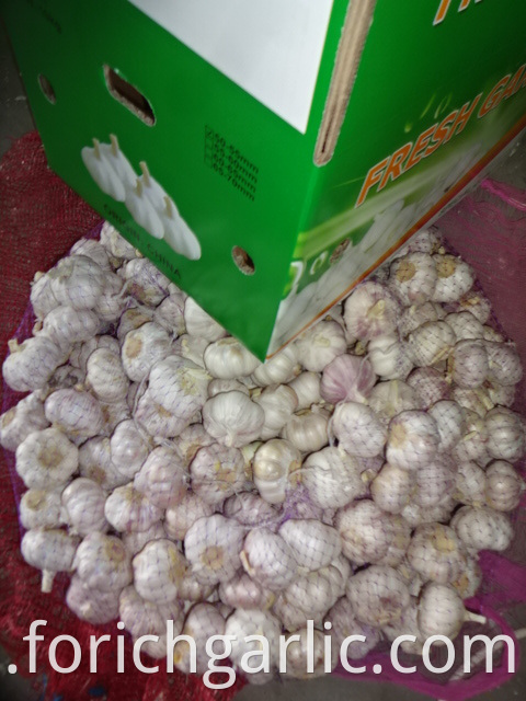 Jinxiang 2019 Fresh Normal Garlic